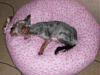 In need of a doggy bed-005-12-.jpg