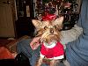 One year ago we adopted sweet little Pixie!!!-134-200x150-.jpg