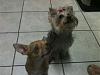 FINALLY... A pic of my Lucy and Lila!!!!-301365_257941654250103_100001028114852_817427_1378157175_n.jpg