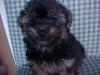 Buying my first yorkie...What do ya think-puppy3.jpg