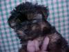 Buying my first yorkie...What do ya think-puppy2.jpg