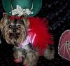 YorkieTalk Seventh Annual Halloween Contest (2011) - SUBMIT YOUR ENTRIES!-100_2708-400x377-.jpg