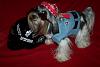 YorkieTalk Seventh Annual Halloween Contest (2011) - SUBMIT YOUR ENTRIES!-100_2700-400x267-.jpg