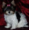 Yorkies with White - Are they mixed?-white.jpg