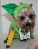 YorkieTalk Seventh Annual Halloween Contest (2011) - SUBMIT YOUR ENTRIES!-teddy_sage.jpg