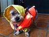 YorkieTalk Seventh Annual Halloween Contest (2011) - SUBMIT YOUR ENTRIES!-2-deadliest-catch-furgie.jpg