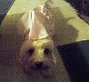 YorkieTalk Seventh Annual Halloween Contest (2011) - SUBMIT YOUR ENTRIES!-sadie-princess.jpg