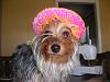 YorkieTalk Seventh Annual Halloween Contest (2011) - SUBMIT YOUR ENTRIES!-cinco-de-mayo-man.jpg