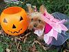 YorkieTalk Seventh Annual Halloween Contest (2011) - SUBMIT YOUR ENTRIES!-pixie.jpg