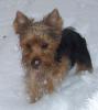 My Scuzzy Yorkies!-snowman-dub.jpg