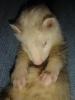 Harley has a new ferret playmate!-ferret6.jpg