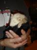 Harley has a new ferret playmate!-ferret2.jpg