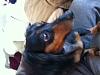 Rescuing a Dachshund tomorrow, I think...-doxy2.jpg