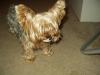 My Scuzzy Yorkies!-p1010002.jpg.jpg