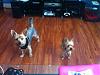 7lb & 3lb adult yorkies...anyone???-jaxbandit.jpg