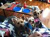 7lb & 3lb adult yorkies...anyone???-yorkies.jpg