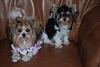 7lb & 3lb adult yorkies...anyone???-emmiefufu-600-x-402-.jpg