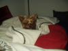 My Scuzzy Yorkies!-p1010020.jpg.jpg