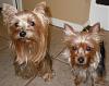 7lb & 3lb adult yorkies...anyone???-dscn1453.jpg