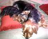 7lb & 3lb adult yorkies...anyone???-sleepy-puppies-sept-28-2011-low-rez.jpg
