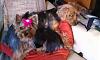 7lb & 3lb adult yorkies...anyone???-cailee-cody-102611-lo-rez.jpg