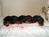 choosing a yorkie from the litter, 24 days old too young to tell?-sam_18041.jpg