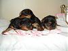 choosing a yorkie from the litter, 24 days old too young to tell?-sam_18051.jpg