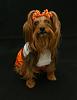 YorkieTalk Seventh Annual Halloween Contest (2011) WINNERS!-tres2.jpg