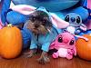 YorkieTalk Seventh Annual Halloween Contest (2011) WINNERS!-liloandstich.jpg