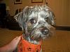 Yorkiepoo/Yorkie Haircuts?-scooter-bug-55.jpg