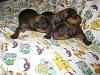 chocolate yorkie puppies-gold-yorkie-pups.jpeg