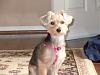 Yorkiepoo/Yorkie Haircuts?-maggiesepthaircut2011.jpg