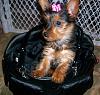 Purses to carry your pups in-11-weeks.jpg