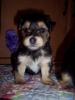 Biewer Pups-100_1625.jpg