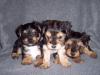 Biewer Pups-100_1694.jpg