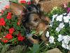 help! Breeder says yorkie.. what do you think?-034.jpg