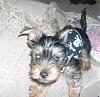 help! Breeder says yorkie.. what do you think?-002-6-.jpg