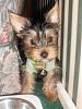 help! Breeder says yorkie.. what do you think?-017-2-.jpg