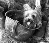 War Dogs of the Pacific / Smoky The Yorkie-smoky4.jpg