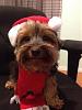 Pictures of a larger size yorkie?? Anyone??-getattachment-28.aspx.jpeg