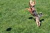 Pictures of a larger size yorkie?? Anyone??-img_8627.jpg