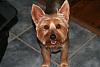 Pictures of a larger size yorkie?? Anyone??-img_9922.jpg