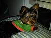 Your expert opinions on my yorkie's potty solution?  (Me = yorkie newbie)-newton.jpg