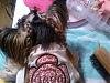 Yorkie hairstyles?-photo09181145_1-400x300-.jpg