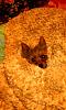 Hiding in blankets? Does your Yorkie do this?-384713_906067042606_38511553_39075257_1352320343_n.jpg