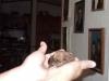 Annabelle was attacked-fancy2.jpg