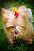 Hair Feathers for your Yorkie?-pup14.jpg