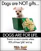During the holiday season....-dogs-not-gifts.jpg