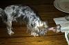 What startles your Yorkie?-brody-ham-bone-img-20111225-00240_r_c_800x518.jpg