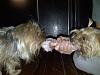 What startles your Yorkie?-brody-mia-adj-bone-holder-mommy-ham-bone-img-20111225-00244_800x600.jpg